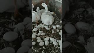 egg hatching duck respect ashishvlog 1ksubs [upl. by Alyac]