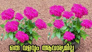 കുഴച്ച മണ്ണിൽ ഒടിച്ചു കുത്തുkerala garden ideas for home Malayalam  pentas lanceolata plant [upl. by Stegman]