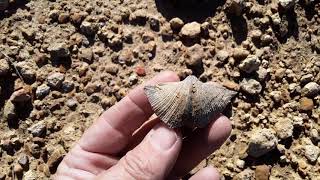 20240127 nice Spirifer brachiopod [upl. by Etat315]