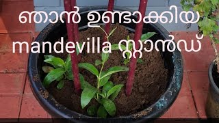 mandevilla plant in a potഎന്റെ മാൻറ്റിവില്ല [upl. by Chadburn]