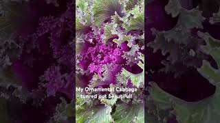 Ornamental Cabbage bunnyhavengarden nature goose jointhebunnygarden cabbage birds [upl. by Greene]