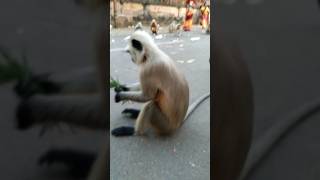 Monkey 🐒 langoor Bandar wala video [upl. by Nowyt]