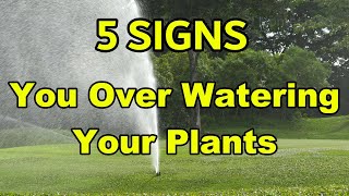 5 SIGNS Youre Overwatering Your Plants [upl. by Adleremse596]