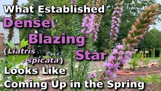 What Established Dense Blazing Star Liatris spicata Looks Like Coming Up in Springtime [upl. by Safoelc421]