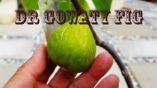 Tasting the Dr Gowaty Fig 2018 [upl. by Aitra]