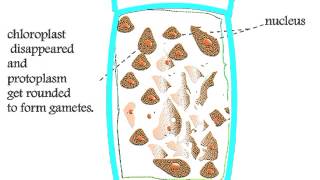 Chlorophyta Cladophora Life Cycle [upl. by Lengel]