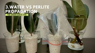 94 Rubber Plant Ficus Elastica Propagation from Cuttings  Indoor Plants  Part 3 [upl. by Deming485]