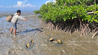 Hand Catching Mud Crabs  Low Tide Mud Crab Fishing [upl. by Akimet707]