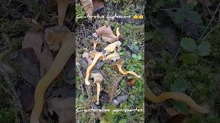 La Chanterelle Jaunissante Craterellus Lutescens 👍👍 mushroom fungi automne nature alpes forêt [upl. by Hirz958]