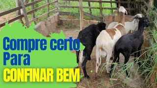 Compre certo seus ovinos para o confinamento [upl. by Jacklyn400]