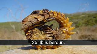 50 spesies baru hewan aneh di dunia [upl. by Roxane106]