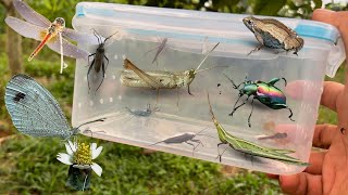 Catch it in my farmsagra buqueti butterfly frog acrida notobitus meleagris toad dragonfly [upl. by Stasny]