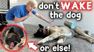 Dont Wake the Dog amp Floor is Lava Challenge [upl. by Jair]