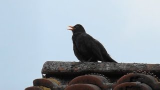 Vogelgezwitscher  Morgengruß einer Amsel  Sounds of Nature [upl. by Neerod948]