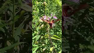 hummingbird clearwing moth [upl. by Lerraf]