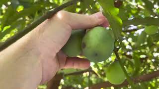 Biggest Achachairu Garcinia humilis tree in Florida [upl. by Yannodrahc878]