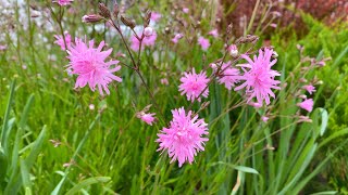 Early May Garden Tour Whats Blooming [upl. by Tenay]