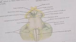 External structure of Mid Brain brainstem neuroanatomy [upl. by Adnov325]