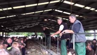 Store sale at Ruthin Farmers Auction Mart [upl. by Eirrok]