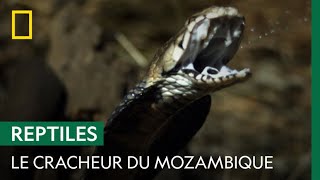 Le redoutable crachat du cobra cracheur du Mozambique [upl. by Ihsir]