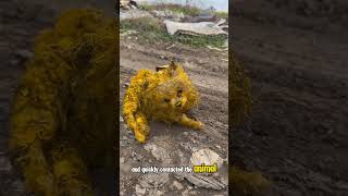 Injured abandoned dog rescued covered in paint from street❤️ [upl. by Hsirrehc864]