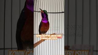 KONIN GACOR FULL ISIAN LOVEBIRD MIX BURUNG GEREJA 🔥konin kolibrininja kolibri short shortvideo [upl. by Maurice]