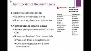 135Overview of Amino Acid Biosynthesis [upl. by Mannes]