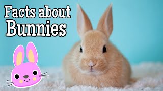 Facts about Bunnies for Kids [upl. by Ahsied]