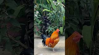 Red Rooster 🐓 redrooster chicken youtubeshorts [upl. by Asilenna955]