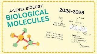 Biological molecules A level biology revision AQA StudeeBright [upl. by Dolhenty709]