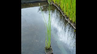 Gewöhnliche Teichbinse  Scirpus lacustris im Teichpflanzencheck [upl. by Eusassilem]