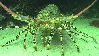 極彩色の美しい海老「ニシキエビ」 （葛西臨海水族園）Painted spiny lobster [upl. by Nevyar460]