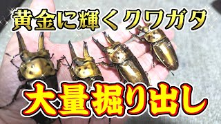 ババオウゴンオニの掘り出し！目標は達成か！？【亜雄晴のクワカブ飼育記】 [upl. by Gervase]