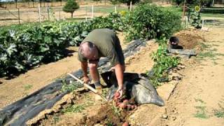 Green Garden HARVEST How to Harvest Red Potatoes [upl. by Stoddart]