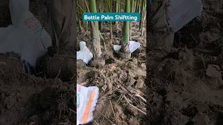 Bottle Palm Shiffting👏How To Shifting Big Plant In Nursery👏shorts youtubeshorts nursery [upl. by Adnih744]