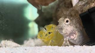 Blenny  Filefish vs Leftover Shrimp from Barramundi snacks [upl. by Uuge15]