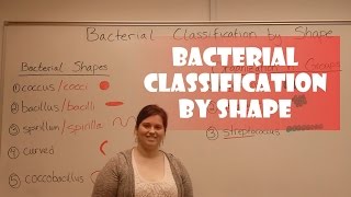 Bacteria Classification by Shape [upl. by Kcirdlek]