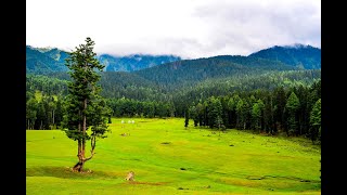 Pahalgam Kashmir  Most Beautiful Place in India  Mini Switzerland  Aru Valley  Betaab Valley [upl. by Etnaed]