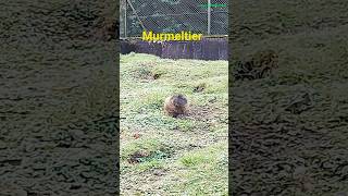 Interlaken Marmots interlaken animals murmeltier tiere [upl. by Binky3]