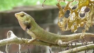 Insect Hunter Chameleon GIRGITগিরগিটি [upl. by Adolphus]