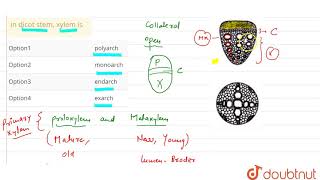 in dicot stem xylem is [upl. by Annavaig]