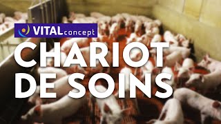 Chariot de soin  confort amp sécurité pour manipulez vos porcelets [upl. by Gaiser638]