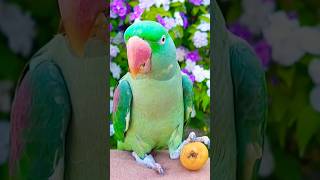 Amazing Alexandrine Parrot cute nature parrot [upl. by Redlac737]