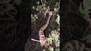 Rattlesnake Climbs a Tree [upl. by Rufus777]