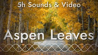 Rustling Leaves Sounds of Aspen Trees 5 hours of relaxing sounds and video [upl. by Aidnac802]