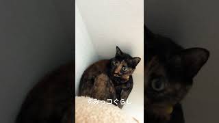 すみっコぐらしな猫 cat 猫 猫動画 猫のいる暮らし サビ猫 かわいい [upl. by Kendell]