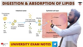 Digestion amp Absorption of Lipids  Digestive System physiology [upl. by Adniral865]