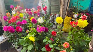 ROSE DAHLIA PANSY ASTER FLOWER PLANT PRICE  KOLKATA GALIFF STREET PLANT MARKETBest Flowers Forever [upl. by Baily443]