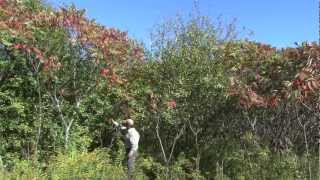 Survival Food The Amazing Sumac [upl. by Deery]