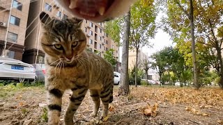 Cat with GoPro fights and asserts dominance  Compilation Douyin [upl. by Riorsson]